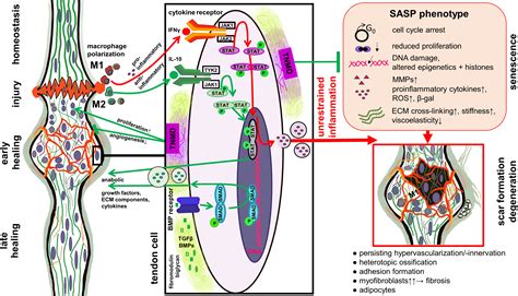 Tendon healing: a concise review on cellular and molecular mechanisms with a particular focus on ...
