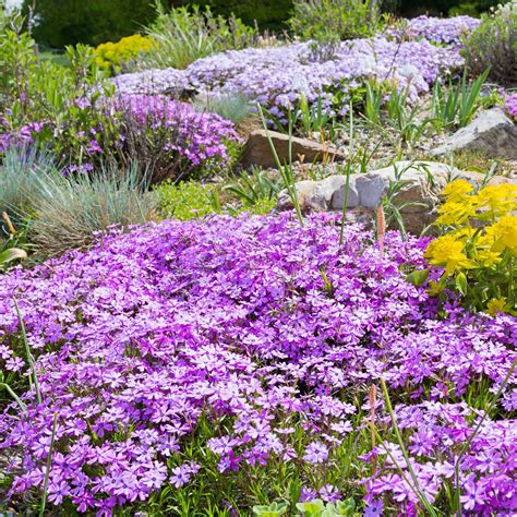 8 Fast-Growing Ground Cover Plants To Hide Bare Soil | Gardening Know How
