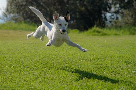 What are Dog Zoomies and What Causes Them? - Inkopious