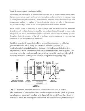 Five Family aminoacid biosynthesis - AMINO ACID BIOSYNTHESIS All amino ...