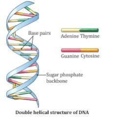 Describe the structure of DNA with the help of diagram - Brainly.in