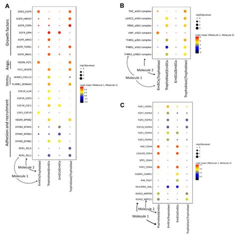 Activation of Blood Vessel Development in Endometrial Stromal Cells In ...