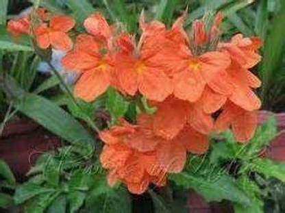 Oliver kanakambaram,firecracker,tropical flame,orange colour flower ...