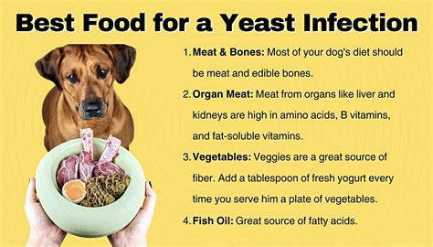 How Do You Treat A Yeast Infection In Dogs | Detroit Chinatown