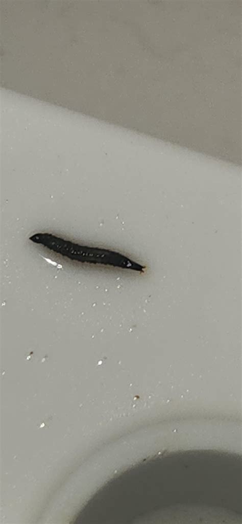 Little Black Worms In Bathroom How To Identify Bugs In Your Home