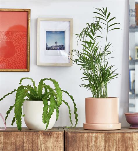 Indoor Plants Requiring Minimal Light - www.inf-inet.com