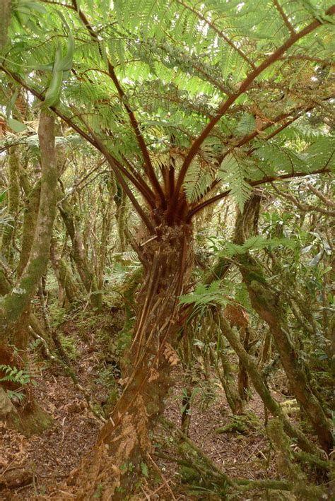 Dicksonia baudouinii E.Fourn. | Plants of the World Online | Kew Science