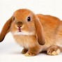 Image result for Bunny Wallpaper for PC