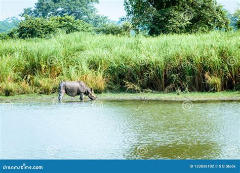 Indian One-horned Rhino Rhinoceros in Kaziranga National Park, India. Juvenile Greater One ...