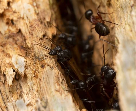 Odorous House Ants vs. Carpenter Ants: How to Spot the Difference ...