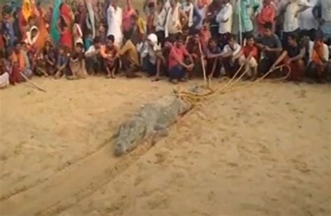 MP Villagers Hold Crocodile Captive After It 'Swallowed' A 10-Year-Old ...