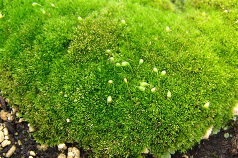 Examples Of Mosses