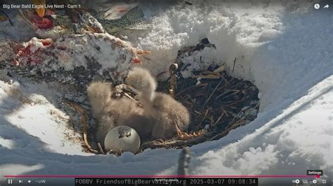 Missing bald eagle chick is likely dead, Friends of Big Bear Valley say ...