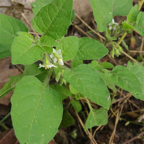 Hairy nightshade / Solanum sarrachoides