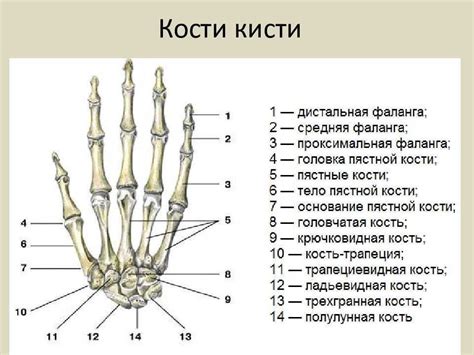 Кисть руки: анатомия ее кости, строение скелета и мышц кисти у человека