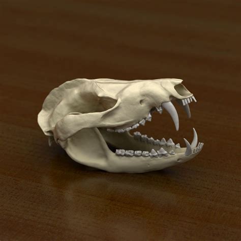 Opossum Skeleton Picture