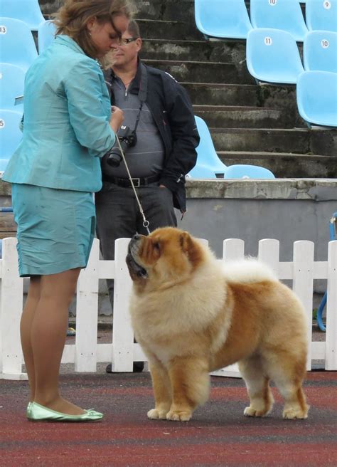 What Size Dog Crate For Chow Chow at Susan Lebrun blog