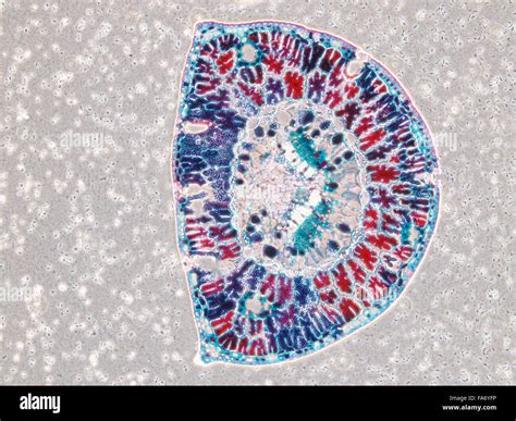 Beauty of Biology under microscopy Stock Photo - Alamy