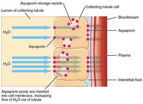 Water Balance · Anatomy and Physiology