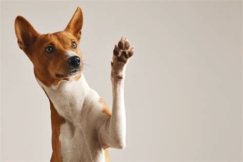Vet Consultation for Dogs: When Do You Need It? – Wagr Petcare