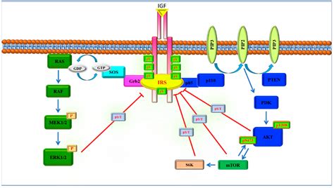 The Role of Insulin Receptor Substrate Proteins in Bronchopulmonary ...