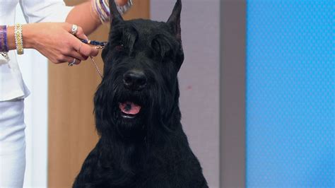 Giant Schnauzer