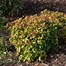 Image result for Nandina Varieties