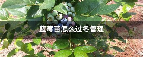 蓝莓苗怎么过冬管理-种植技术-中国花木网