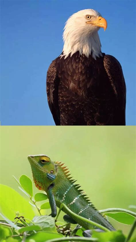Hawk eyes: 10 animals with extraordinary vision!