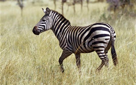 Image result for Zebra Carpet Python