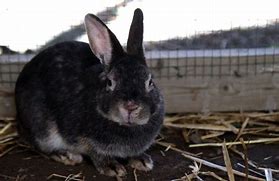 Image result for Rabbits Abandoned