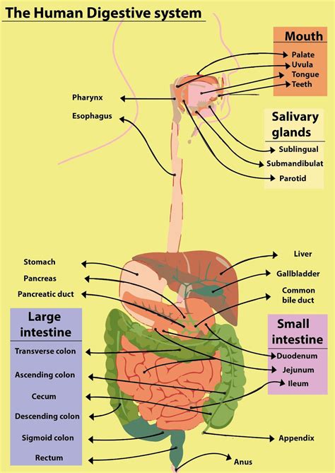 How do carbohydrates, proteins, and fats get digested in human beings?A. They all are digested ...