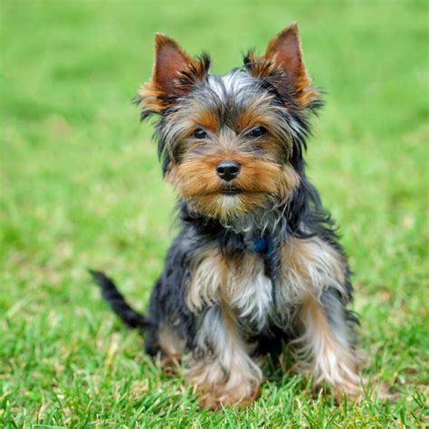 Teacup Yorkie Full Grown Weight