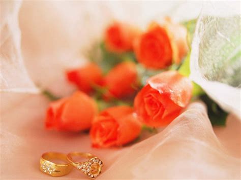 爱情玫瑰花朵高清图片 - 爱图网设计图片素材下载