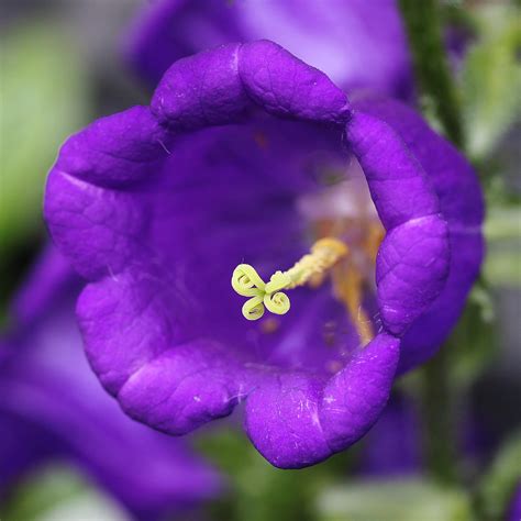 Purple bell-shaped flower (Campanula Rotunifolia) - a photo on Flickriver
