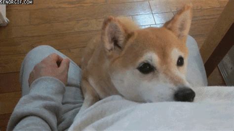 Are Shiba Inus Aggressive? Understanding the Shiba Inu Temperament