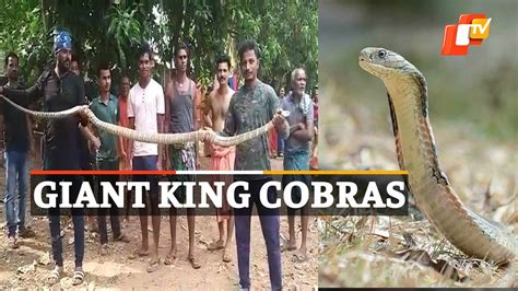 Giant King Cobra Snake