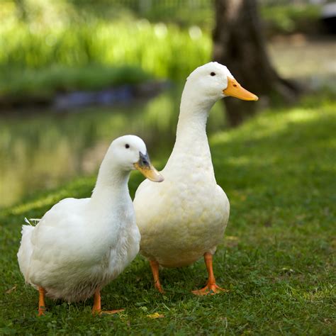 File:Pair of white domesticated ducks.jpg