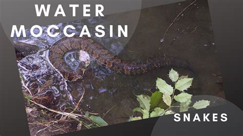 Water Moccasin (Cottonmouth) Snakes: Facts And Photos - Science Trends