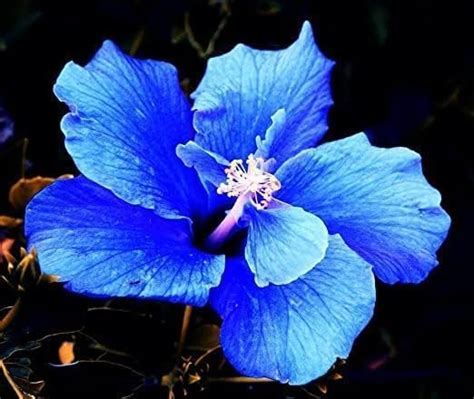 Blue Hibiscus Flower,Nil Jaba Flower Rosemallow Gudhal Flower Live ...