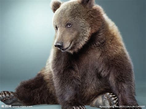 10只狼vs棕熊 芬兰秋天的狼熊大战-动物视频-搜狐视频