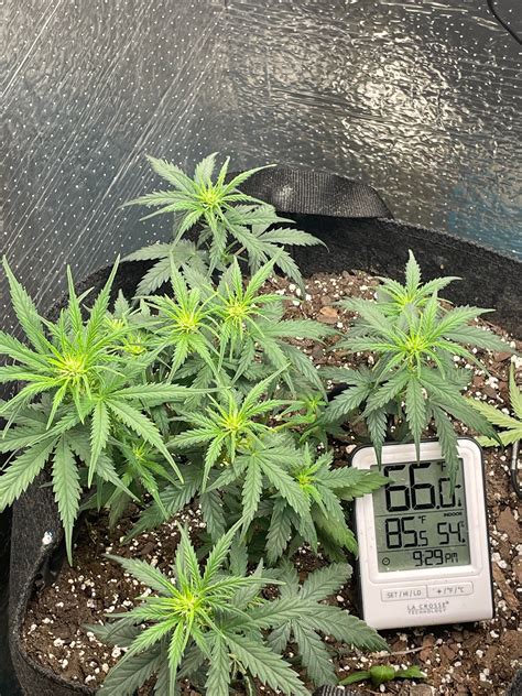 so fn gassy and tequila sunrise by twenty20 Mendocino early flower for the so fn gassy I topped ...