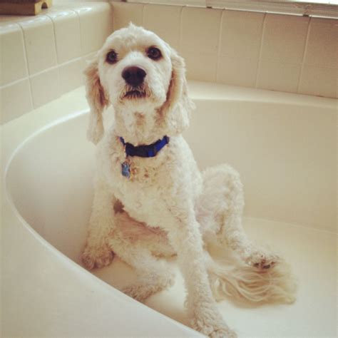 Image result for Cockapoo Puppy Bath