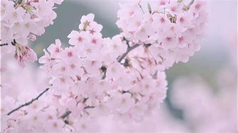 Healing the landscape: cherry blossoms治愈风景：樱花