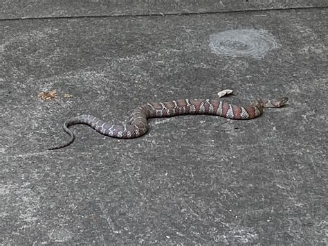 Found in Apex, NC. Common water snake? : r/whatsthissnake