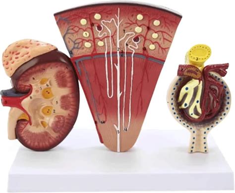 Anatomy Model Anatomy Model Glomerular Model Organs Model Teaching ...