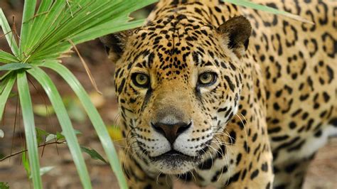 Wallpaper leopard, grass, eyes, anger, big cat, predator hd, picture, image