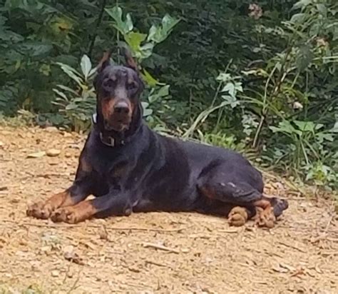 Smoky Mountain Dobermans - Doberman Pinscher Puppies for Sale in Cosby ...