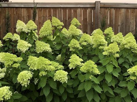 Compact Hydrangea Plants