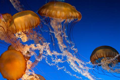 Jellyfish sting: Treatment and first aid
